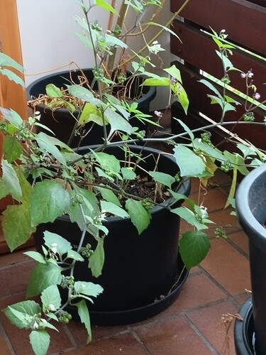 Growreport Bild 4