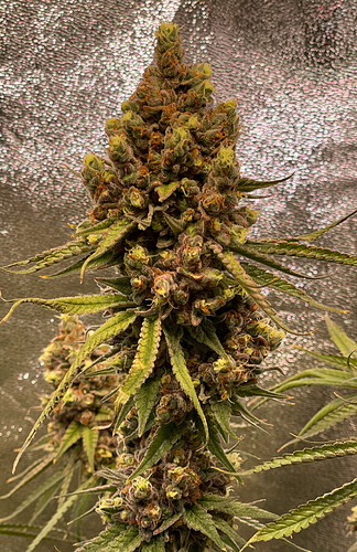Growreport Bild 7