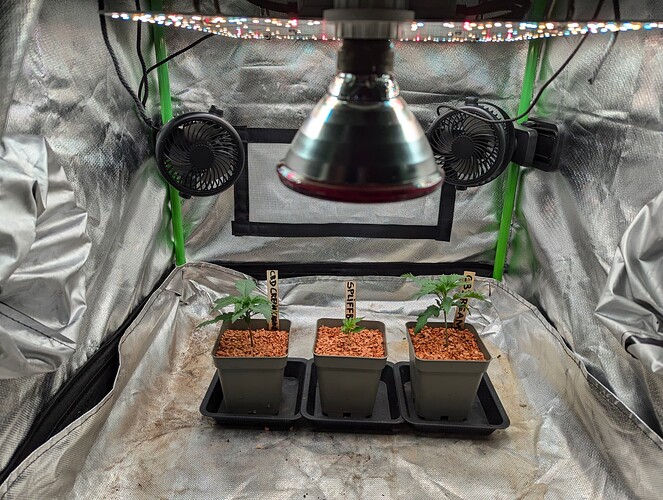 Growreport Bild 1