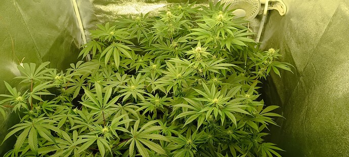 Growreport Bild 4