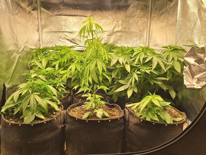 Mehrere junge Cannabispflanzen in verschiedenen Wachstumsstadien in einem Zelt, einige sind deutlich größer als andere.