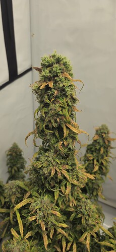 Growreport Bild 4