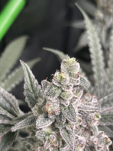 Growreport Bild 18