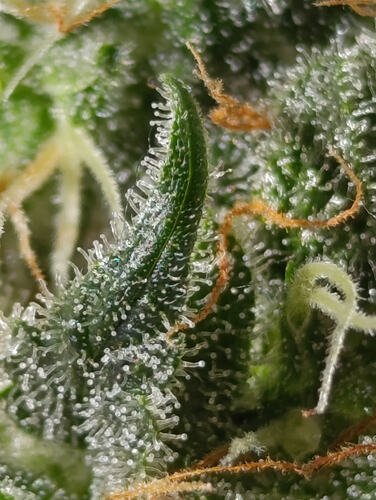 Growreport Bild 5