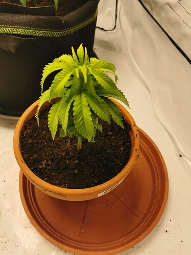 Growreport Bild 7