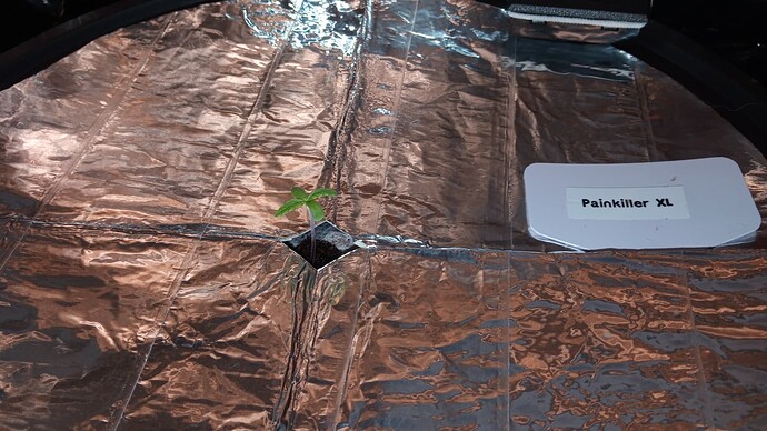 Growreport Bild 4