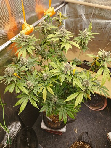 Growreport Bild 1