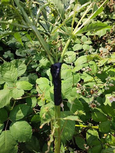 Growreport Bild 5