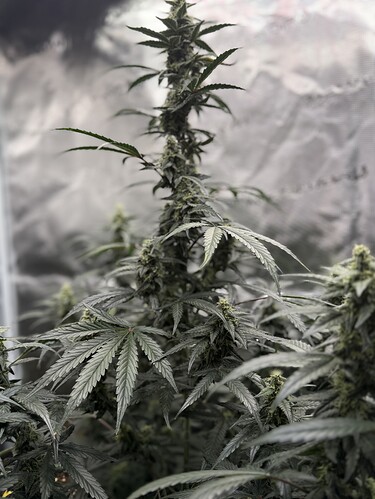 Growreport Bild 31