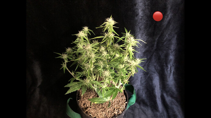 Growreport Bild 14
