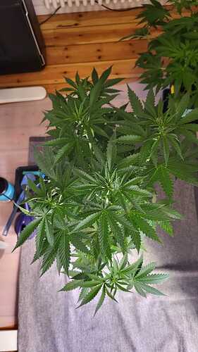 Growreport Bild 20