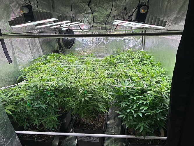 Growreport Bild 3