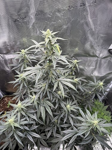 Growreport Bild 2