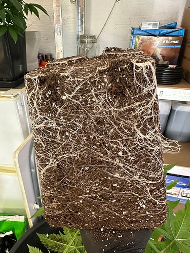 Growreport Bild 53