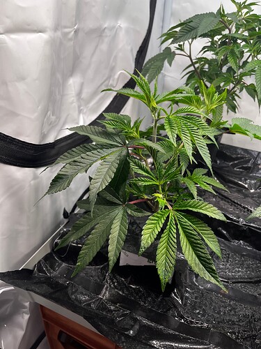 Growreport Bild 7