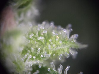 Growreport Bild 8