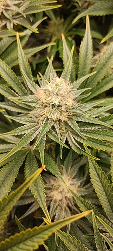 Growreport Bild 6