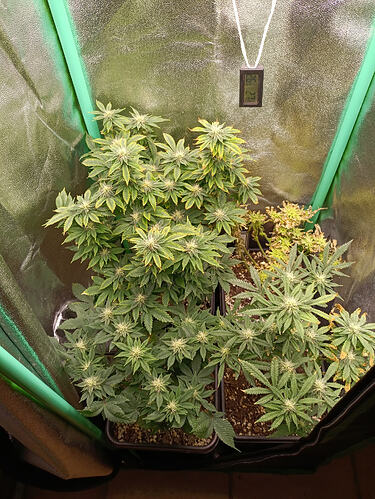 IMG_20260323_161122