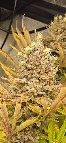 Growreport Bild 20