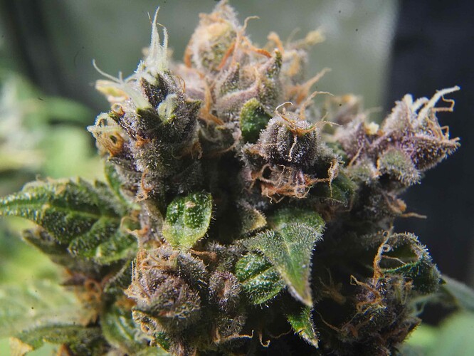 Growreport Bild 1
