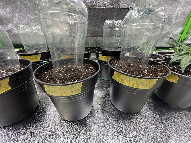 Growreport Bild 31