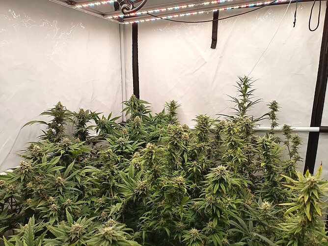 Growreport Bild 12