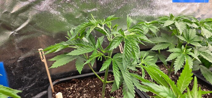 Growreport Bild 19