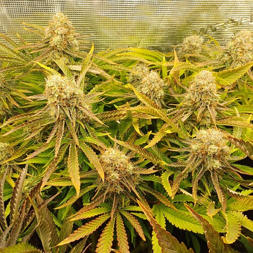Growreport Bild 19
