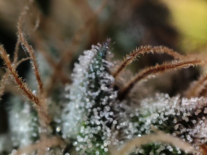 Growreport Bild 57