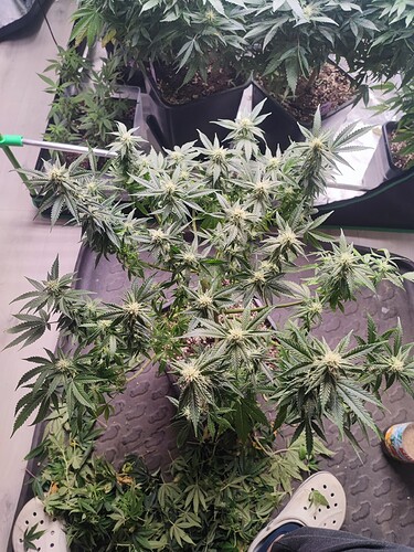 Growreport Bild 10