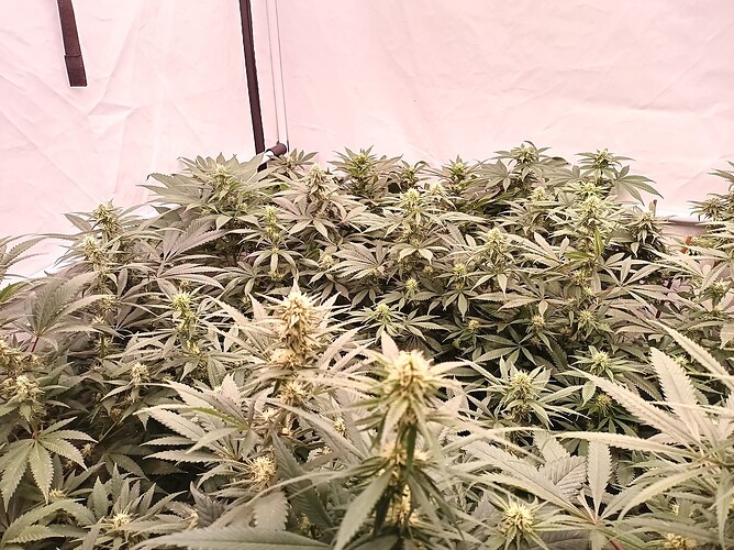 Growreport Bild 6