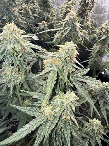 Growreport Bild 4