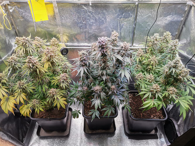 Growreport Bild 9