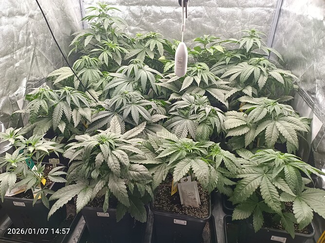 Growreport Bild 2