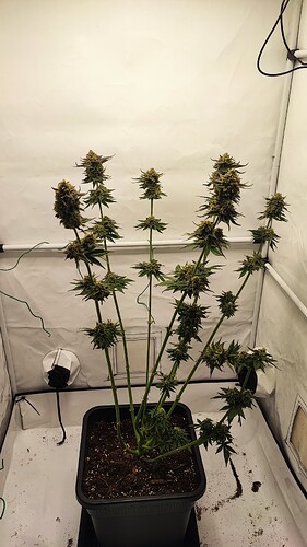 Growreport Bild 5