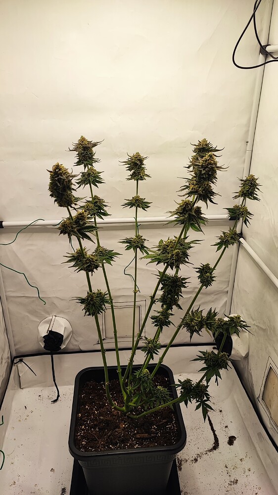 Andi's zweiter Grow; Animal Mints & BB x WhiteRussian