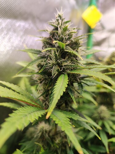 Growreport Bild 5