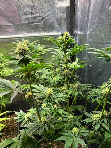Growreport Bild 21