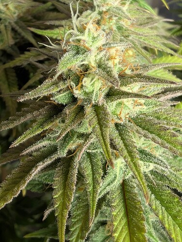 Growreport Bild 24