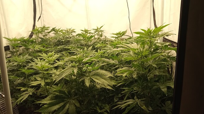 Growreport Bild 3