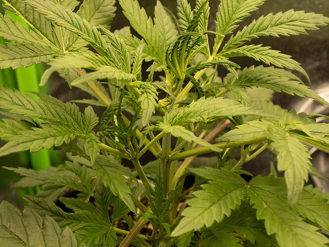 Growreport Bild 53