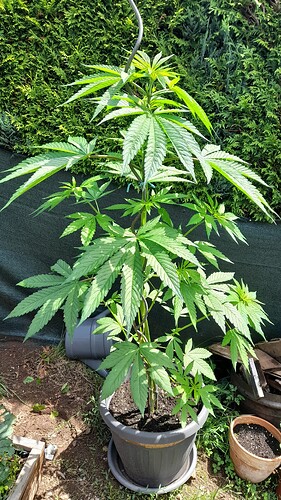 Growreport Bild 2