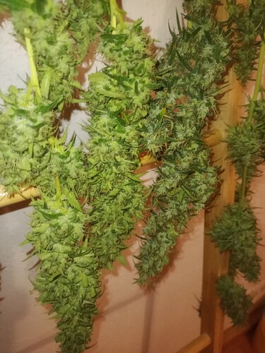 Growreport Bild 10