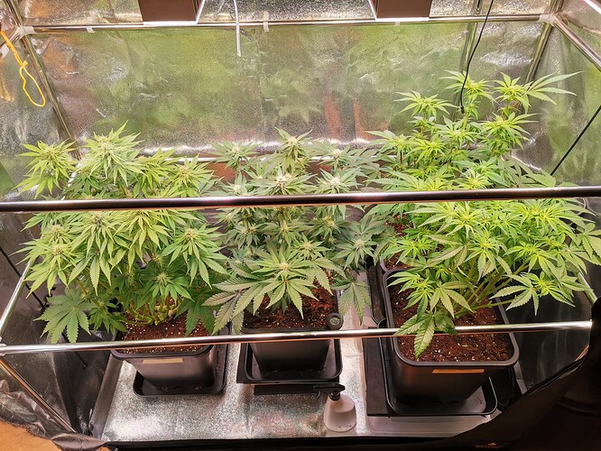Mix grow BT27 (2)