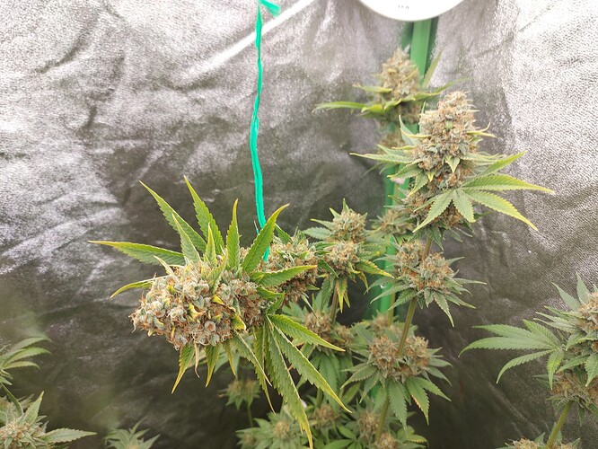 Growreport Bild 6