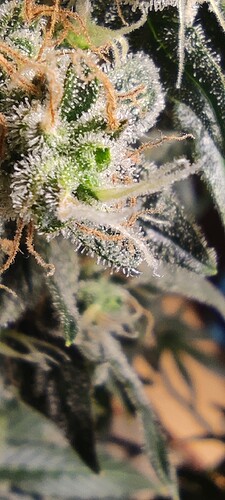 Growreport Bild 9