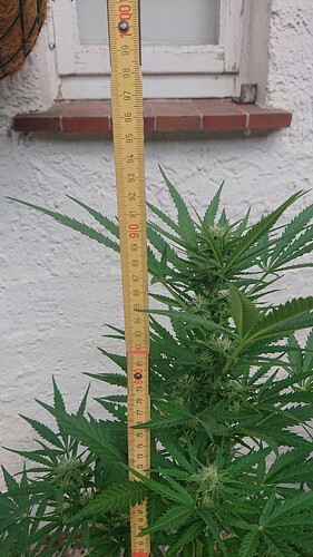 Growreport Bild 52