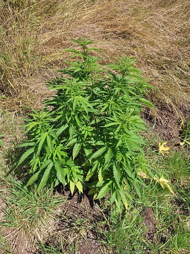 Growreport Bild 20