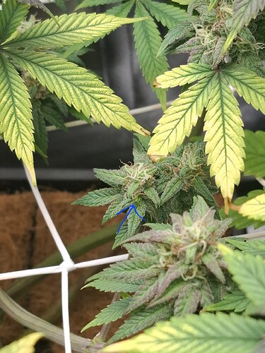 Growreport Bild 3