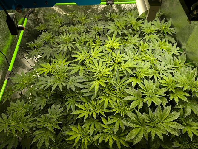 Growreport Bild 1
